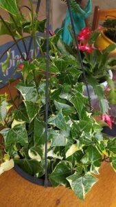 A green plant with white spots is sitting on a table.