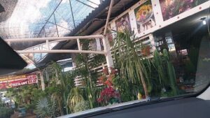 A greenhouse filled with various plants and flowers, including a potted plant with a yellow bird on top.