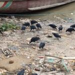 A group of black birds are gathered around a pile of trash, searching for food.