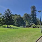 A group of people are enjoying a sunny day at the park, with a beautiful tree in the background.