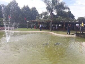 A group of people are standing around a pond, with some of them taking pictures.