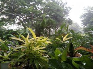 A group of plants are growing in a pot, with a few of them being green and yellow.