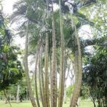 A group of tall, thin, and green bamboo trees stand in a field.