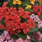 A large assortment of colorful flowers in a garden.