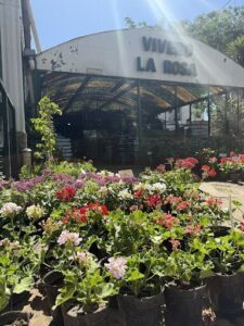 A large assortment of flowers are displayed in front of a store.