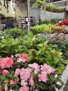 A large assortment of pink flowers are displayed in a flower shop.
