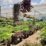 A large assortment of plants are displayed in a greenhouse, with a variety of flowers and foliage.