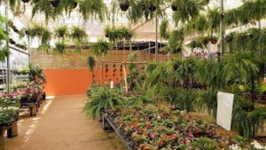 A large assortment of plants are displayed in a greenhouse, with a variety of flowers and foliage.