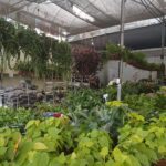 A large assortment of plants are displayed in a store, with many of them hanging from the ceiling.