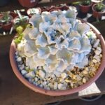 A large blue flower is sitting in a pot on a table.