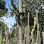 A large cactus with multiple branches and a few smaller cacti surrounding it.