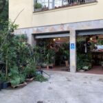 A large collection of potted plants is displayed outside a building.