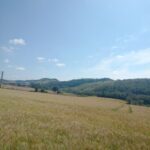 A large field of wheat with a blue sky above.