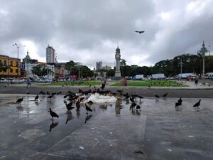 A large flock of birds is gathered around a pile of garbage in a city park.