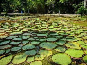 A large green lily pad sits in a body of water.