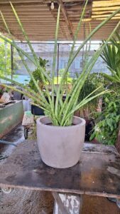 A large green plant in a pot sits on a table.