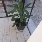 A large green plant is sitting in a black pot on a table.