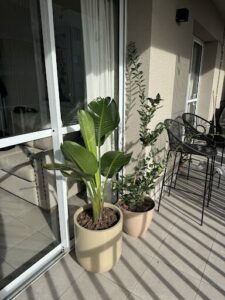 A large green plant is sitting in a pot on a patio.