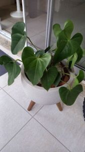 A large green plant is sitting in a white pot on a tile floor.