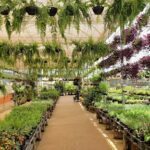 A large greenhouse filled with a variety of plants and flowers.