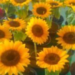 A large group of sunflowers in pots, ready to be planted.