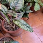 A large leafy plant with pink stripes is growing in a pot on a tile floor.