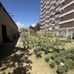 A large number of potted plants are lined up in a row, creating a beautiful garden scene.