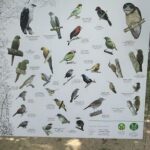 A large poster of various birds is displayed.
