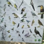 A large poster of various birds is displayed.
