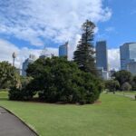 A large tree stands in a park, surrounded by a cityscape.