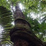 A large tree with a mossy trunk and a twisted branch.