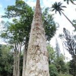 A large tree with a mossy trunk stands in front of a group of trees.