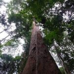 A large tree with a thick trunk and many branches.