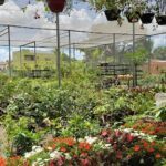 A large variety of flowers are displayed in a garden, including red, white, and pink flowers.