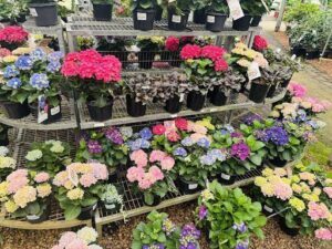 A large variety of flowers are displayed in pots, creating a vibrant and colorful scene.