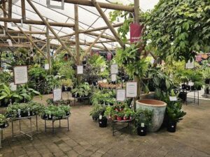 A large variety of plants are displayed in a greenhouse, with many potted plants and a few hanging plants.