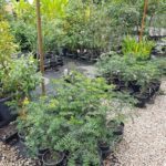 A large variety of plants are growing in pots, creating a diverse and lush garden.