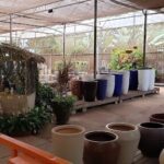 A large variety of potted plants are displayed in a garden shop, with some of them being blue and white.