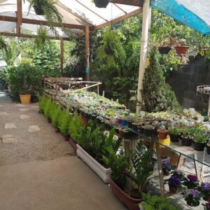 A large variety of potted plants are displayed in a greenhouse, with some plants being sold.