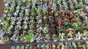 A large variety of potted plants are displayed in a store, showcasing a diverse selection of greenery for customers to choose from.