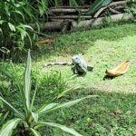A lizard is sitting on the grass, surrounded by greenery.