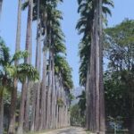 A long row of palm trees line the road, providing a tropical atmosphere.
