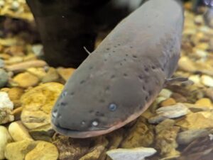 A long, slender snake is swimming in a body of water.