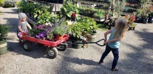 A man is pushing a cart full of potted plants, likely transporting them to a new location.