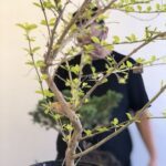 A man stands next to a small tree, possibly a bonsai, with a potted plant nearby.