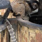 A monkey is sitting on a wooden barrel, looking at the camera.