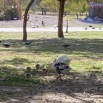 A mother goose with her babies in a park.
