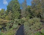A pathway in a forest with trees and bushes on both sides.