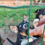 A person is feeding two dogs, one of which is a puppy.
