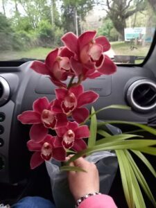 A person is holding a bouquet of flowers in a car.